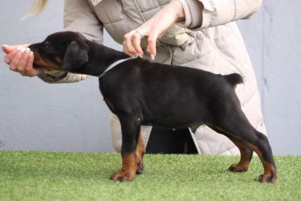 Dobermann cuccioli dobermanncuccioli1.jpg