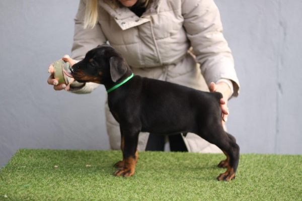 Dobermann cuccioli dobermanncuccioli12345.jpg