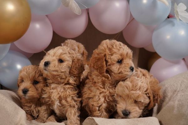 Bellissimi Cuccioli Di Maltipoo bellissimicucciolidimaltipoo1.jpeg