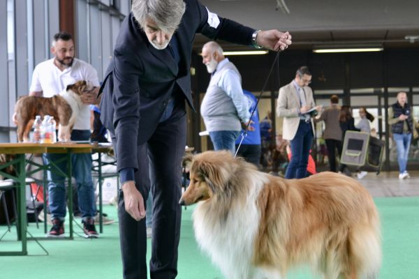 Rough collies all della verde scozia roughcolliesalldellaverdescozi1.jpeg