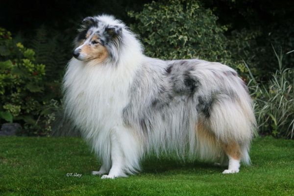Rough collies all della verde scozia roughcolliesalldellaverdescozi12.jpeg