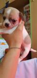 Chihuahua cuccioli con pedigree enci Chihuahuacuccioliconpedigreeenci1.jpg