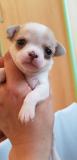 Chihuahua cuccioli con pedigree enci Chihuahuacuccioliconpedigreeenci123.jpg