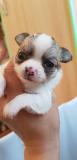 Chihuahua cuccioli con pedigree enci Chihuahuacuccioliconpedigreeenci1234.jpg