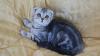 gattino scottish fold black silver marbl 454521a.jpg