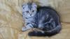 gattino scottish fold black silver marbl 454521b.jpg