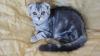 gattino scottish fold black silver marbl 454521c.jpg