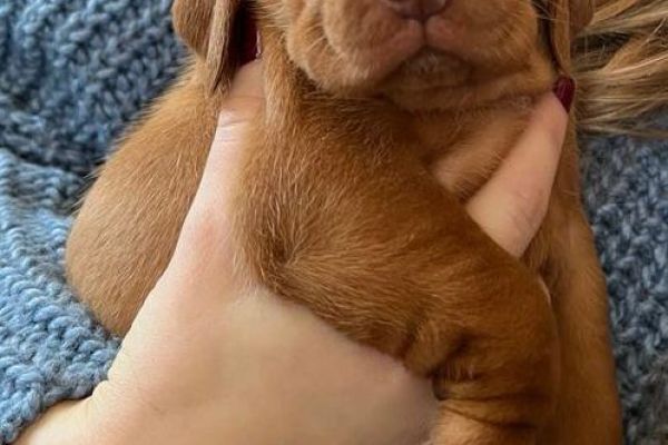 Cuccioli di bracco ungherese vizsla cucciolidibraccoungheresevizsl.jpg