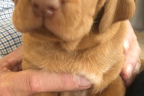Cuccioli di bracco ungherese vizsla cucciolidibraccoungheresevizsl1.jpg