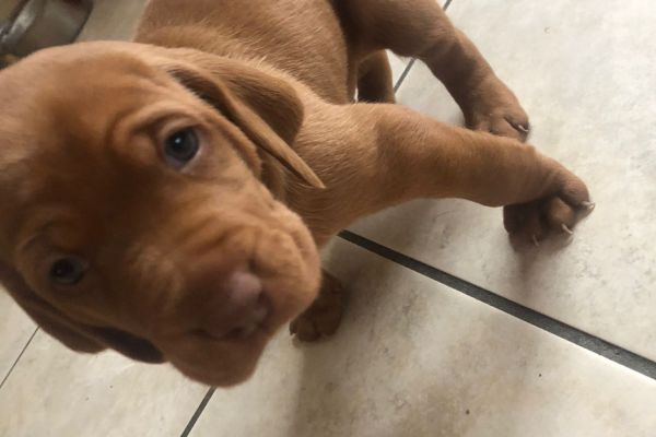 Cuccioli di bracco ungherese vizsla cucciolidibraccoungheresevizsl12.jpg