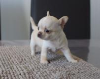 veri cuccioli di chihuahua vericucciolidichihuahua123.jpg