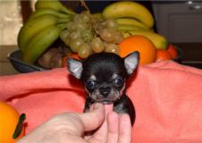 veri cuccioli di chihuahua vericucciolidichihuahua12345.jpg