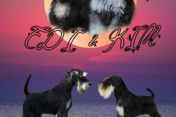 Schnauzer nano cuccioli schnauzernanocuccioli12345.jpg