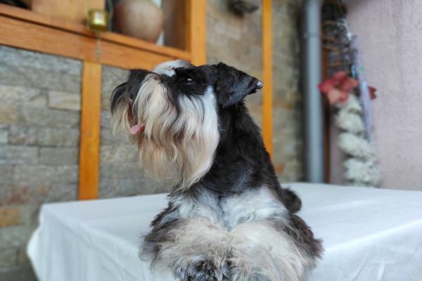 Schnauzer nano cuccioli schnauzernanocuccioli123456.jpg