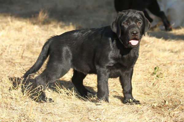 Cuccioli labrador retriever cucciolilabradorretriever.jpg