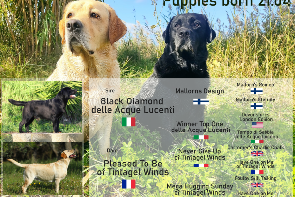 Cuccioli labrador retriever cucciolilabradorretriever.png