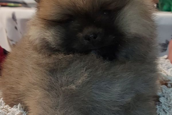 Spitz di Pomerania Alta qualità spitzdipomeraniaaltaqualit123.jpg