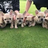 adorabili cuccioli di bulldog francese amorevoli adorabilicucciolidibulldogfranceseamorevoli-5f7ae918961c9.jpg