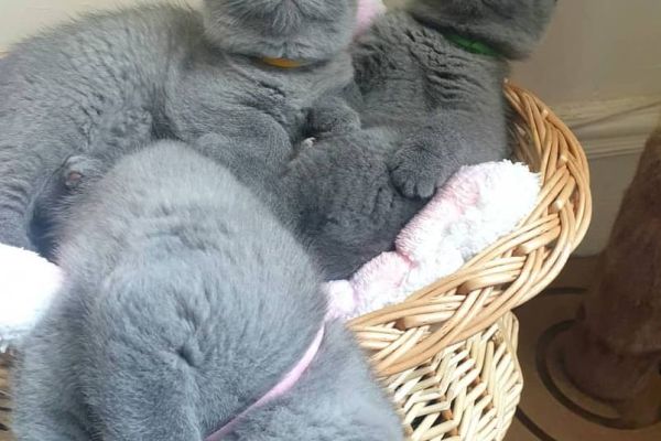 Gattini British Shorthair BHK in vendita gattinibritishshorthairbhkinve1.jpg