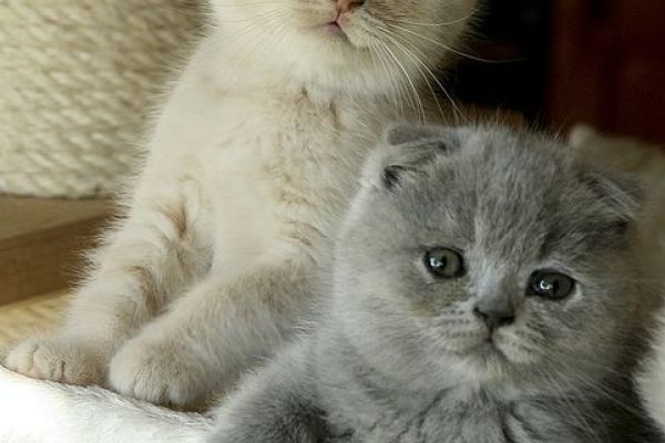 Gattini British Shorthair BHK in vendita gattinibritishshorthairbhkinve123.jpg