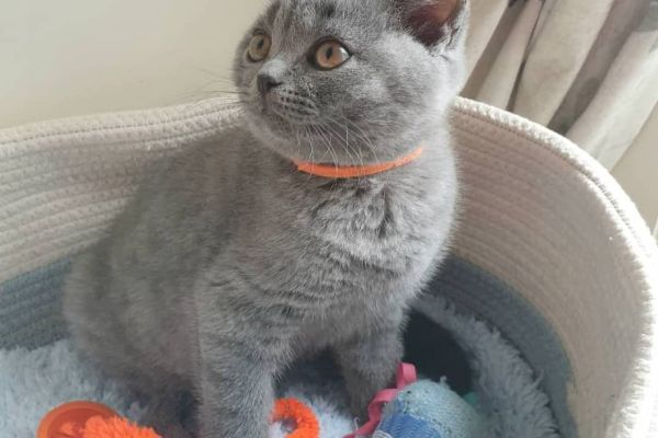 Gattini British Shorthair BHK in vendita gattinibritishshorthairbhkinve1234.jpg