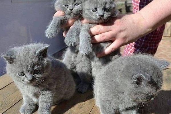 Gattini British Shorthair BHK in vendita gattinibritishshorthairbhkinve12345.jpg