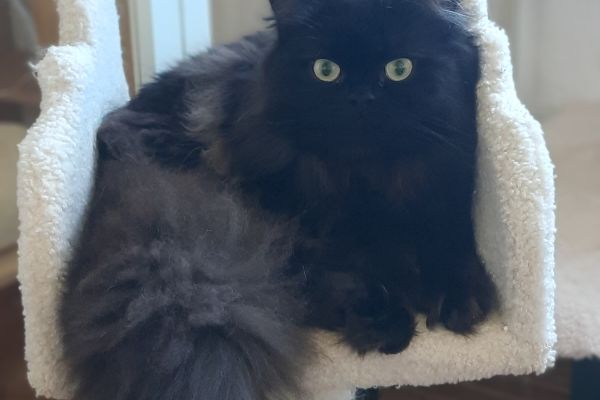 Cucciolo British longhair cucciolobritishlonghair.jpg