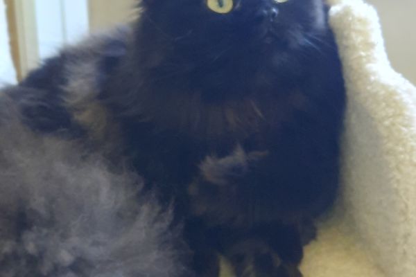 Cucciolo British longhair cucciolobritishlonghair1.jpg
