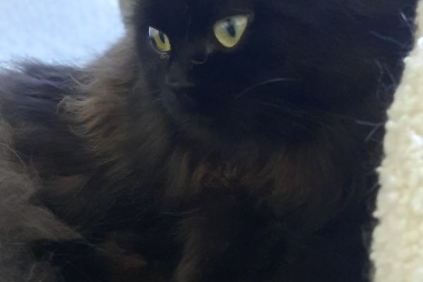 Cucciolo British longhair cucciolobritishlonghair12.jpg