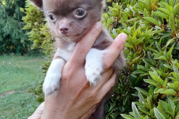chihuahua chocolate chihuahuachocolate.jpg