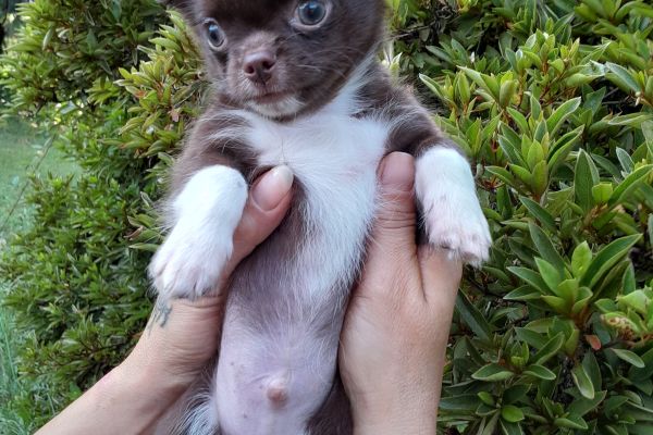 chihuahua chocolate chihuahuachocolate1.jpg