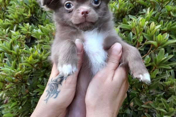 chihuahua chocolate chihuahuachocolate12.jpg