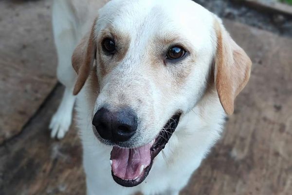 Ciko mix labrador di due anni in adozione cikomixlabradordidueanniinadoz12.jpg