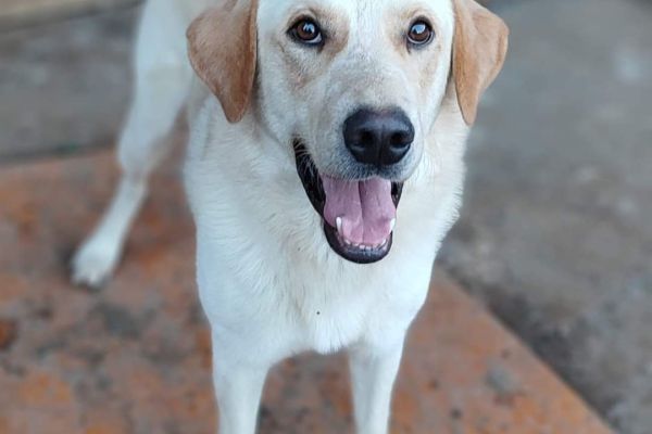 Ciko mix labrador di due anni in adozione cikomixlabradordidueanniinadoz123.jpg