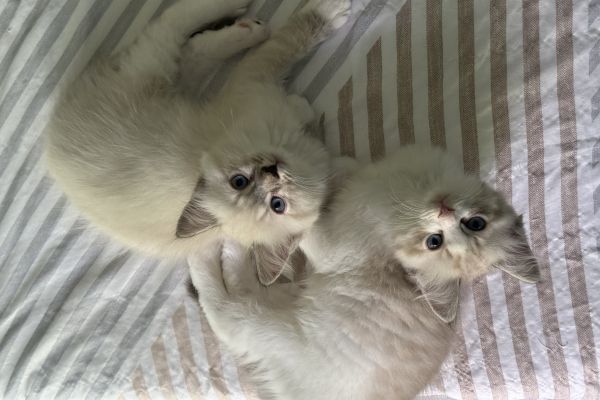 Vendo due splendidi cuccioli di Ragdoll ???? vendoduesplendidicucciolidirag.jpeg