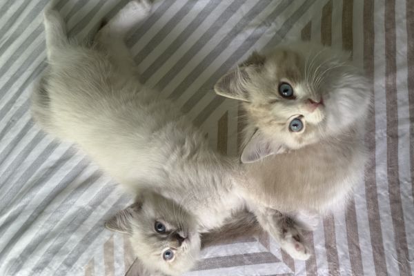 Vendo due splendidi cuccioli di Ragdoll ???? vendoduesplendidicucciolidirag1.jpeg