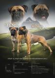 Splendidi cuccioli Bullmastiff con ottimo pedigree selezionato SplendidicuccioliBullmastiffconottimopedigree-619257666724e.jpg