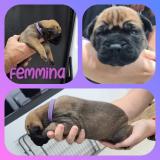 Splendidi cuccioli Bullmastiff con ottimo pedigree selezionato SplendidicuccioliBullmastiffconottimopedigreeselezionato-61a0a91acac97.jpg