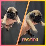 Splendidi cuccioli Bullmastiff con ottimo pedigree selezionato SplendidicuccioliBullmastiffconottimopedigreeselezionato-61a0a91bc00ef.jpg