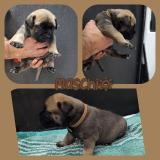 Splendidi cuccioli Bullmastiff con ottimo pedigree selezionato SplendidicuccioliBullmastiffconottimopedigreeselezionato-61a0a91c617be.jpg