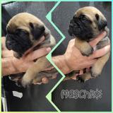 Splendidi cuccioli Bullmastiff con ottimo pedigree selezionato SplendidicuccioliBullmastiffconottimopedigreeselezionato-61a0a91ce6a5b.jpg