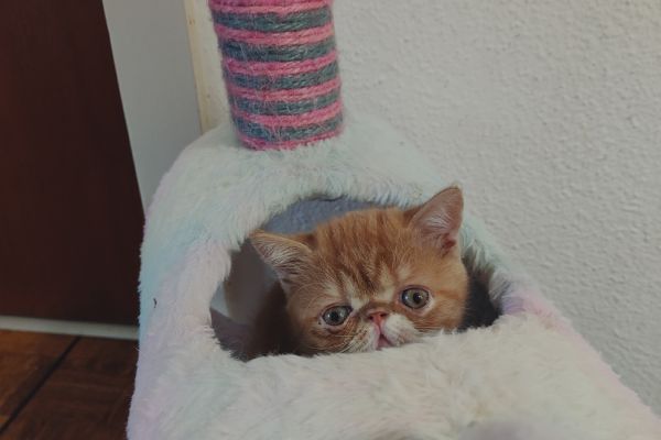 Adorabili cuccioli exotic SH e persiani adorabilicuccioliexoticshepers.jpeg