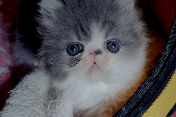 Adorabili cuccioli exotic SH e persiani adorabilicuccioliexoticshepers.jpg