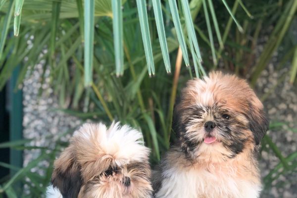 shih tzu shihtzu1.jpg
