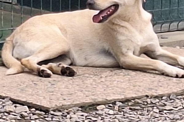 Diana mix labrador in adozione dianamixlabradorinadozione.jpg