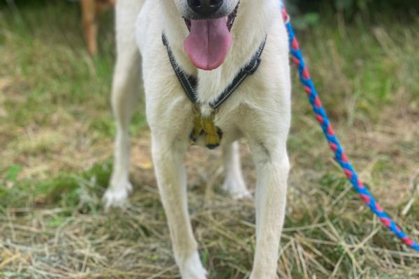 Diana mix labrador in adozione dianamixlabradorinadozione1.jpg