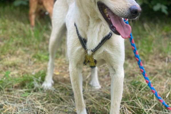 Diana mix labrador in adozione dianamixlabradorinadozione12.jpg