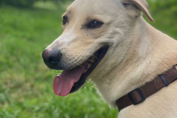 Diana mix labrador in adozione dianamixlabradorinadozione123.jpg