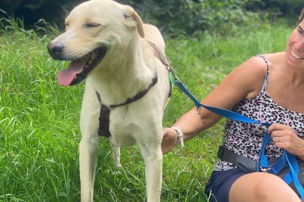Diana mix labrador in adozione dianamixlabradorinadozione1234.jpg