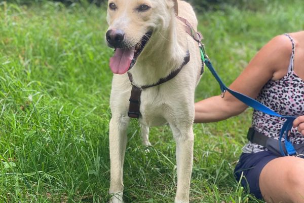 Diana mix labrador in adozione dianamixlabradorinadozione12345.jpg